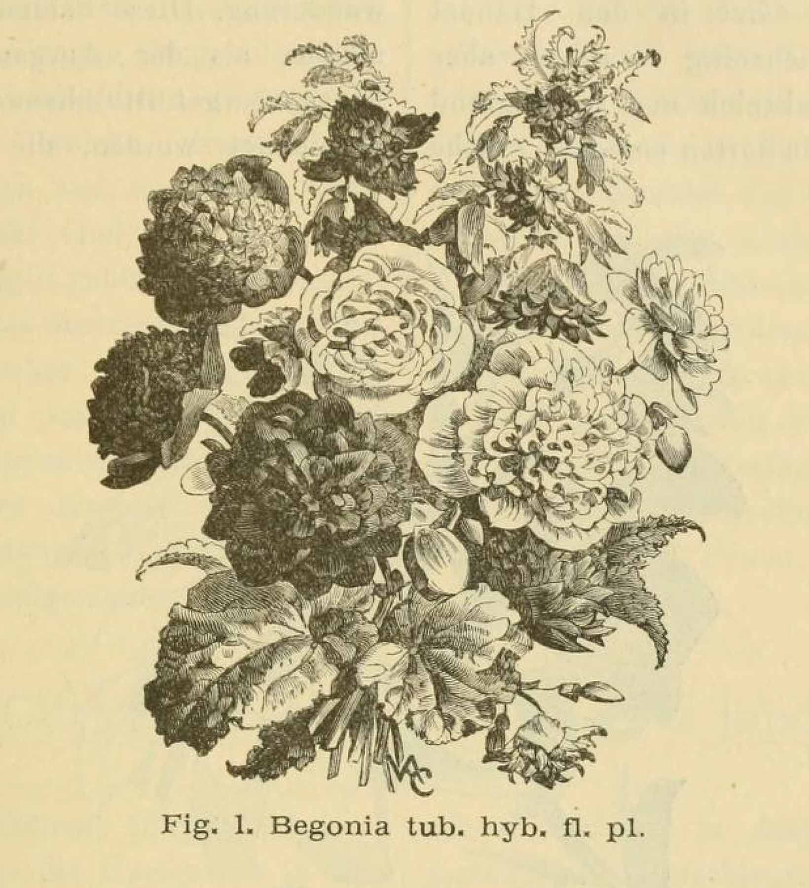 B. ‘Flore-Pleno’
